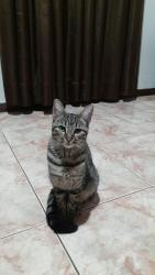 Lost Female Cat last seen Rua vereador José Augusto Diniz, Santa Helena, MG 32015-170