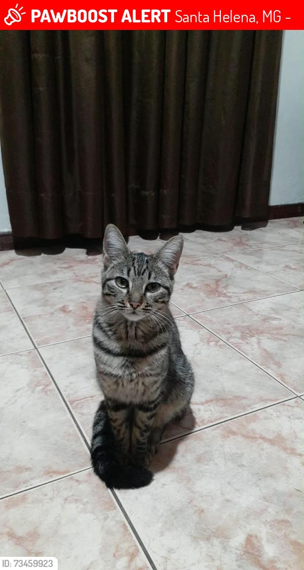 Lost Female Cat last seen Rua vereador José Augusto Diniz, Santa Helena, MG 32015-170