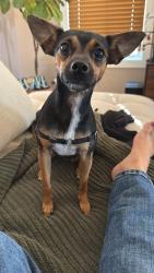 Reunited Female Dog last seen Salvation Army Youth Center, Richmond, VA 23223