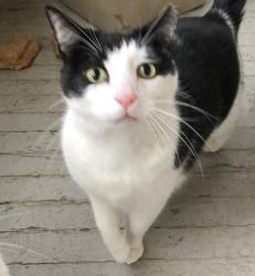 Lost Male Cat last seen Beacon Village, Swannanoa, NC 28778