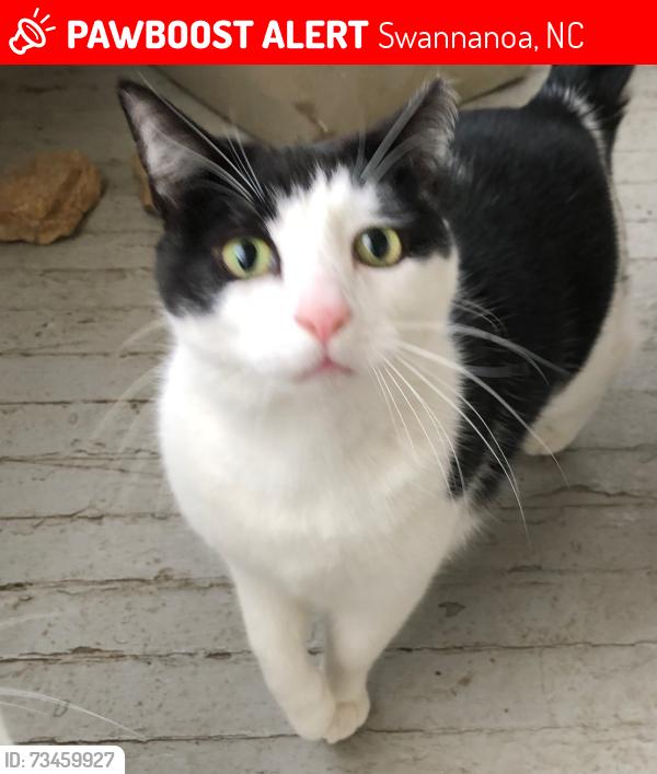 Lost Male Cat last seen Beacon Village, Swannanoa, NC 28778