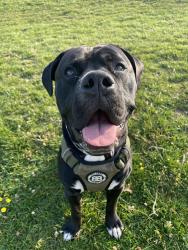 Lost Male Dog last seen Staines - High street., Staines-upon-Thames, England 