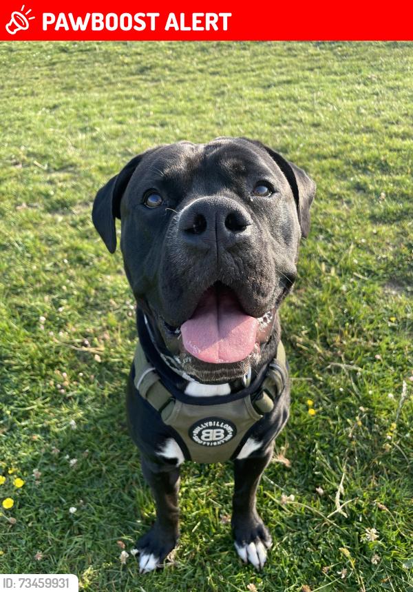 Lost Male Dog last seen Staines - High street., Staines-upon-Thames, England 