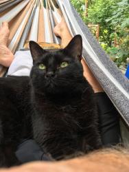 Reunited Male Cat last seen Cogswell & Walden Streets, Cambridge, MA 02142