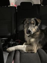 Found/Stray Male Dog last seen Camlot Rd and royster Rd, Fort Worth, TX 76102