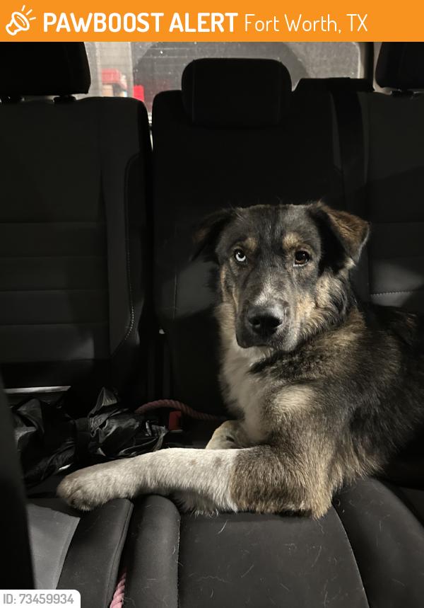Found/Stray Male Dog last seen Camlot Rd and royster Rd, Fort Worth, TX 76102