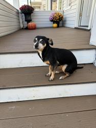 Lost Female Dog last seen 20th ave & E 19th st Paterson NJ, Paterson, NJ 07501
