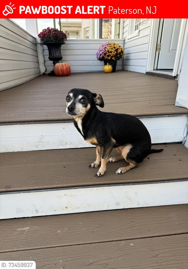 Lost Female Dog last seen 20th ave & E 19th st Paterson NJ, Paterson, NJ 07501