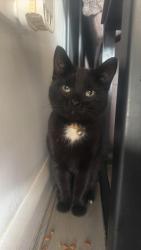 Reunited Male Cat last seen Calderdale drive, Long Eaton, England 