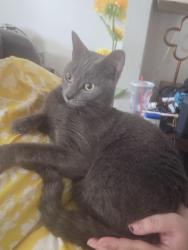 Reunited Male Cat last seen Near Golden Days Dr, Casselberry, FL 32707, USA, Casselberry, FL 32707