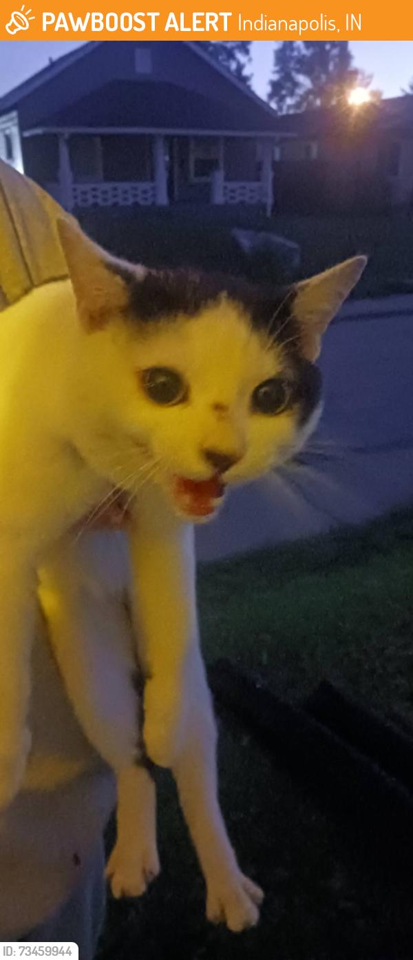 Found/Stray Male Cat last seen Outside our hse roaming residential street, Indianapolis, IN 46208