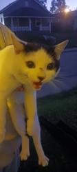 Found/Stray Male Cat last seen Outside our hse roaming residential street, Indianapolis, IN 46208
