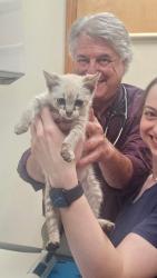 Lost Male Cat last seen Hedden Rd SE of 60/74, Murphy, NC 28906