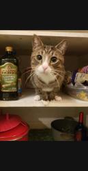 Lost Male Cat last seen Briarcliffe cndmniums off Blanton rd., Fayetteville, NC 28303
