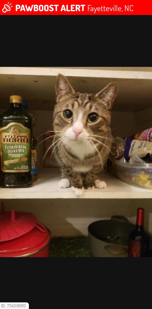 Lost Male Cat last seen Briarcliffe cndmniums off Blanton rd., Fayetteville, NC 28303