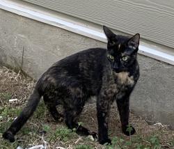 Lost Female Cat last seen near Church Rd by walmart and the wingstop plaza, Nashville, TN 37013