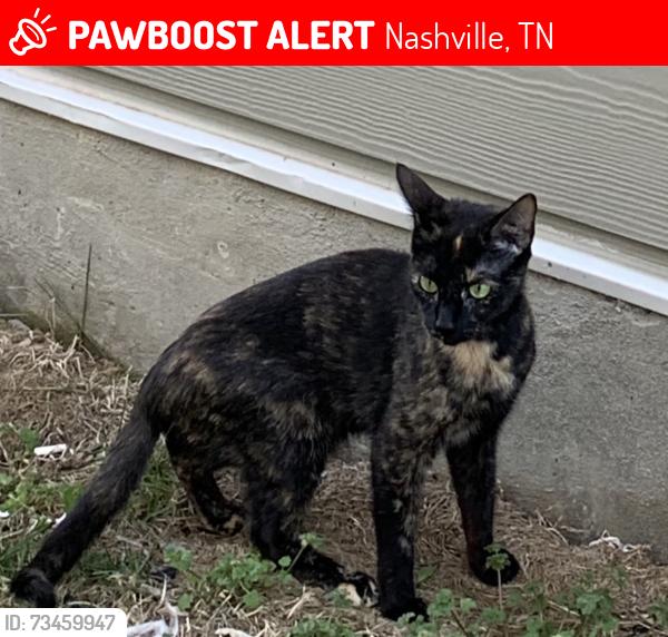 Lost Female Cat last seen near Church Rd by walmart and the wingstop plaza, Nashville, TN 37013