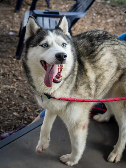 Shelter Stray Female Dog last seen Near Clairmont Road, Chamblee, GA 30341, 30341, GA, 3280 Chamblee Dunwoody Rd, Chamblee, GA 30341, USA