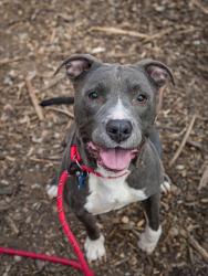 Shelter Stray Male Dog last seen Near Newgate Dr, 30035, GA, 3280 Chamblee Dunwoody Rd, Chamblee, GA 30341, USA