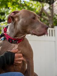 Shelter Stray Female Dog last seen Near Newgate Dr, 30035, GA, 3280 Chamblee Dunwoody Rd, Chamblee, GA 30341, USA