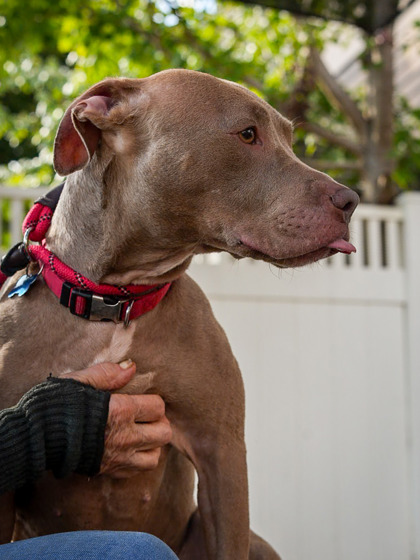 Shelter Stray Female Dog last seen Near Newgate Dr, 30035, GA, 3280 Chamblee Dunwoody Rd, Chamblee, GA 30341, USA