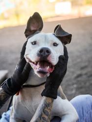 Shelter Stray Female Dog last seen , , GA, 3280 Chamblee Dunwoody Rd, Chamblee, GA 30341, USA