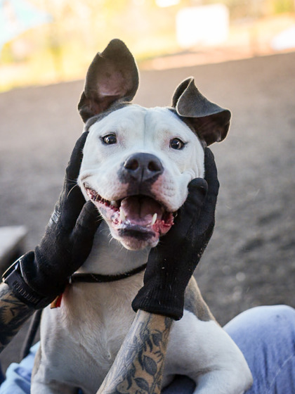 Shelter Stray Female Dog last seen , , GA, 3280 Chamblee Dunwoody Rd, Chamblee, GA 30341, USA