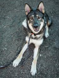 Shelter Stray Female Dog last seen Near Panthersville Rd Ellenwood, 30294, 30294, GA, 3280 Chamblee Dunwoody Rd, Chamblee, GA 30341, USA