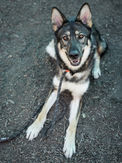 Shelter Stray Female Dog last seen Near Panthersville Rd Ellenwood, 30294, 30294, GA, 3280 Chamblee Dunwoody Rd, Chamblee, GA 30341, USA