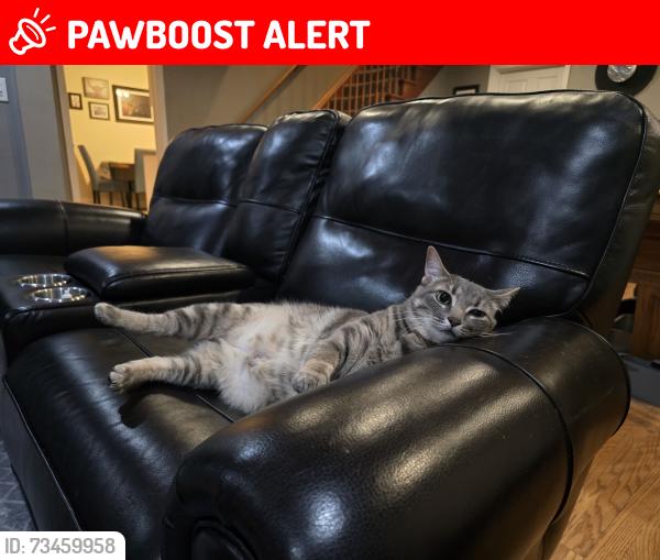 Lost Female Cat last seen Vreeland Road near Stommep, she hides under decks, Superior Township, MI 48198