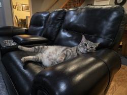 Lost Female Cat last seen Vreeland Road near Stommep, she hides under decks, Superior Township, MI 48198