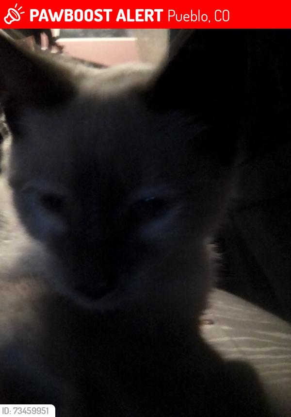 Lost Female Cat last seen Salem and Troy, Pueblo, CO 81001