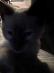 Lost Female Cat last seen Salem and Troy, Pueblo, CO 81001