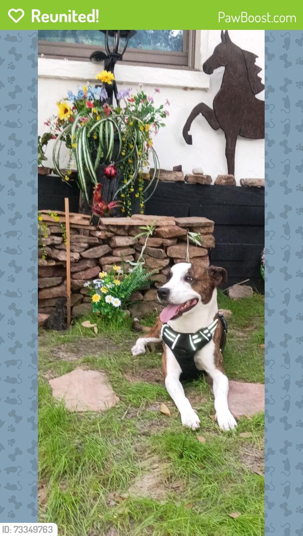 Reunited Male Dog last seen Starting point Hwy 326, Levy County, FL 32668