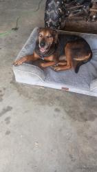 Reunited Male Dog last seen Caney Mills subdivision, Cut and Shoot, TX 77303