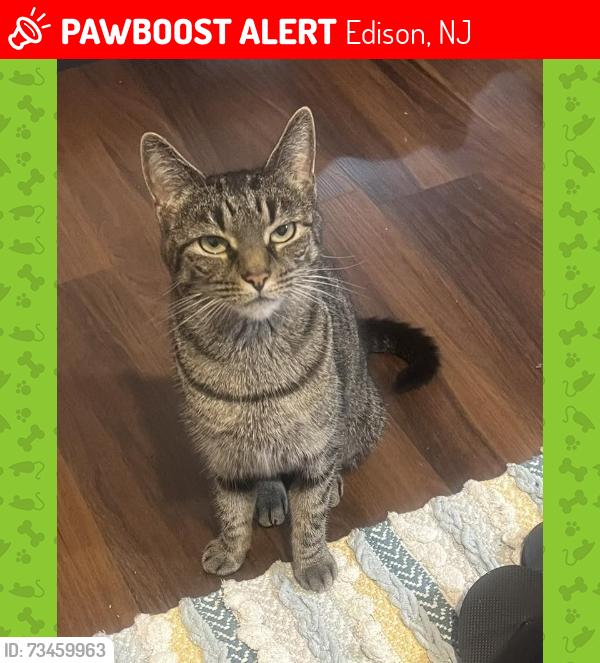 Lost Female Cat last seen Bernard Ave, Edison, NJ 08837