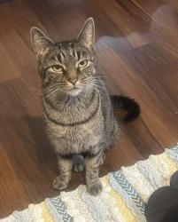 Lost Female Cat last seen Bernard Ave, Edison, NJ 08837