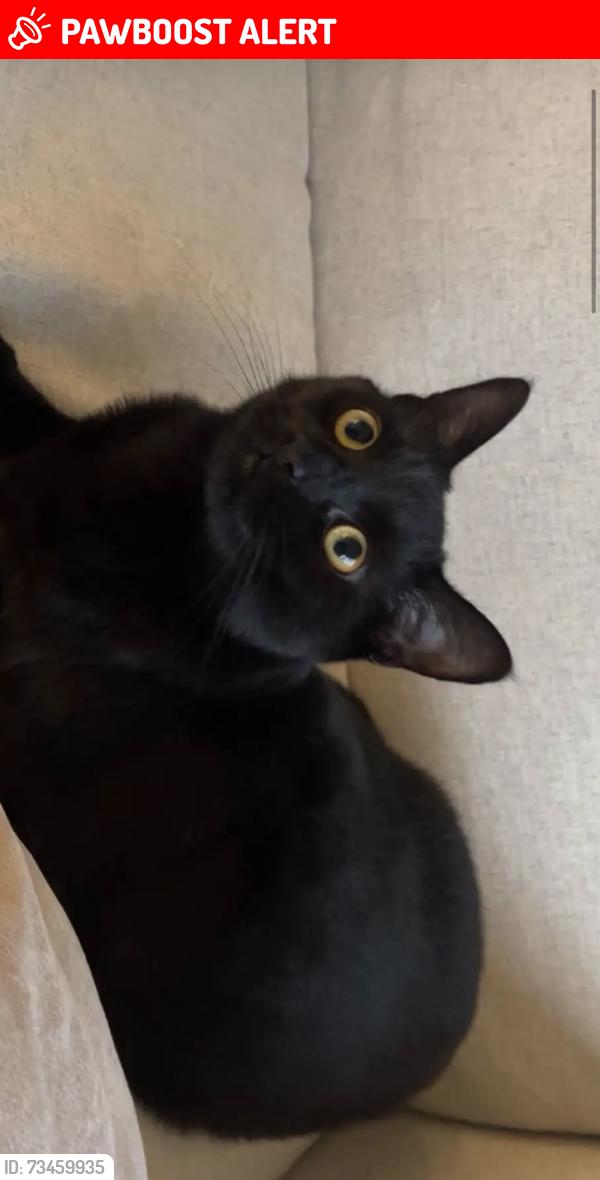 Lost Male Cat last seen Grosvenor Avenue, in front of my hse., Greater London, England UB4 8NP