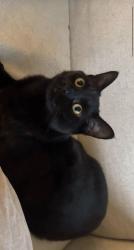 Lost Male Cat last seen Grosvenor Avenue, in front of my hse., Greater London, England UB4 8NP