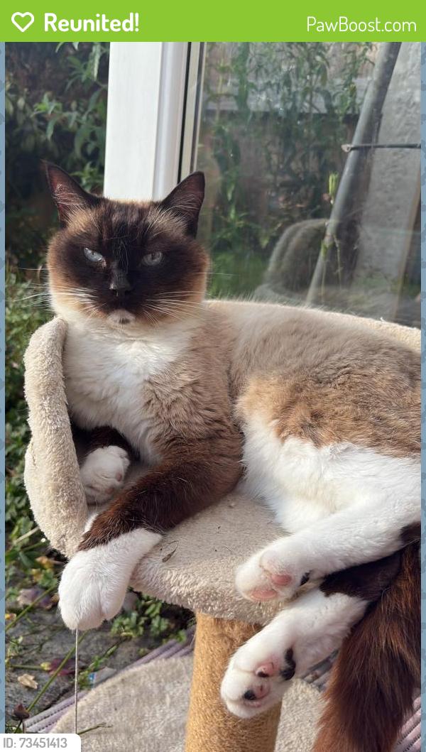 Reunited Male Cat last seen Royds street milnrow, Milnrow, England OL16 3PR