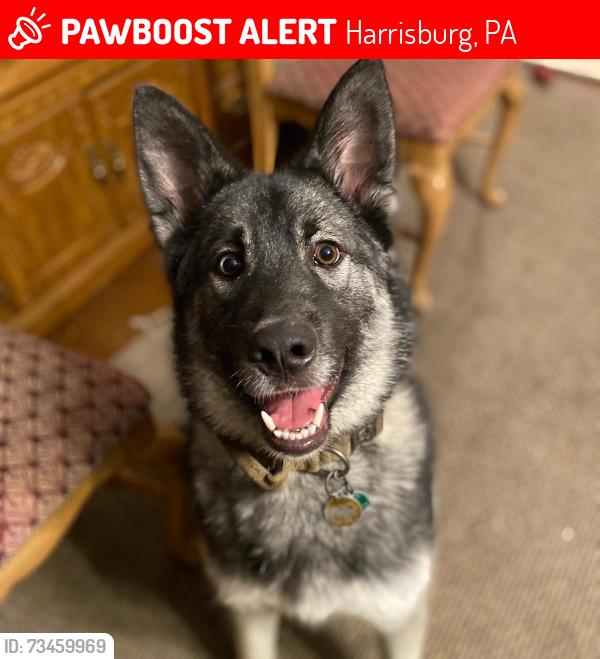 Lost Male Dog last seen DAUPHIN OR KELKER, Harrisburg, PA 17102
