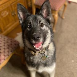 Lost Male Dog last seen DAUPHIN OR KELKER, Harrisburg, PA 17102