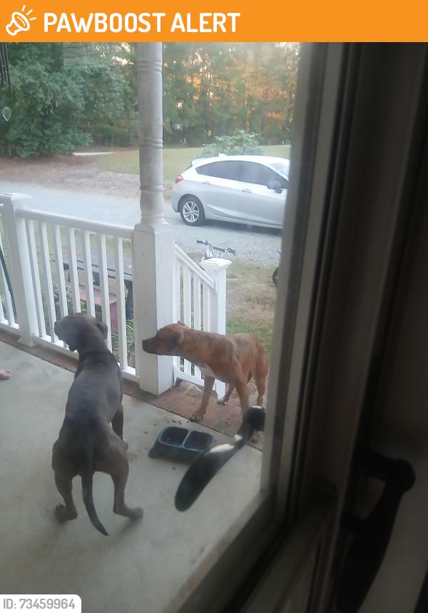 Found/Stray Unknown Dog last seen Rynal, Johnston County, NC 27529