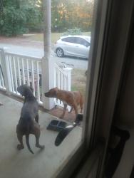 Found/Stray Unknown Dog last seen Rynal, Johnston County, NC 27529