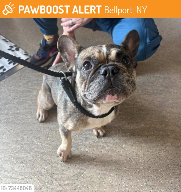 Found/Stray Female Dog last seen Damn Rd and Wards Lane, Bellport, NY 11713