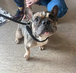 Found/Stray Female Dog last seen Damn Rd and Wards Lane, Bellport, NY 11713