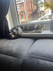 Reunited Male Cat last seen Dover lock, Park Lane, Warrington Road, Abram, England 