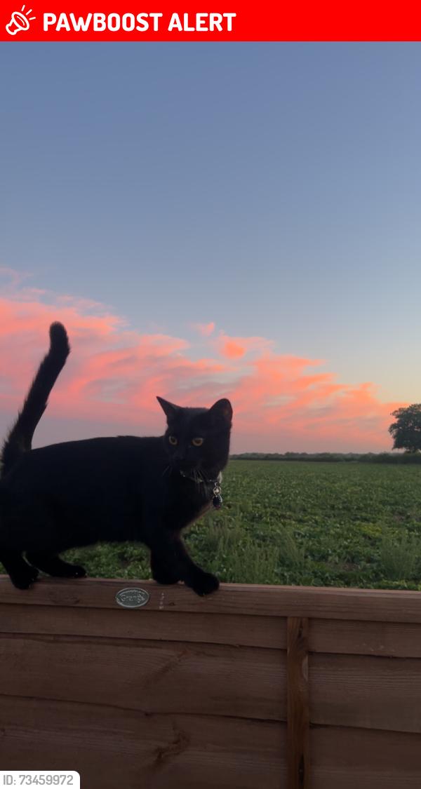 Lost Female Cat last seen School road, Bracon Ash, England NR14 8JD