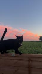 Lost Female Cat last seen School road, Bracon Ash, England NR14 8JD