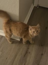 Reunited Unknown Cat last seen The oaks at stock ranch apmts, Citrus Heights, CA 95610
